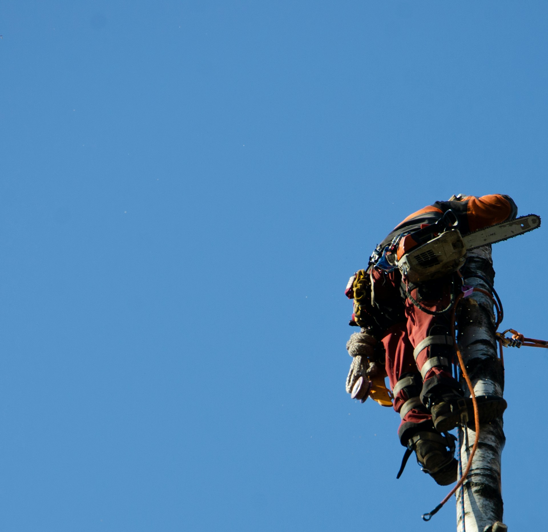 How to Find Reliable Tree Lopping Services in Brisbane Southside - Mud ...
